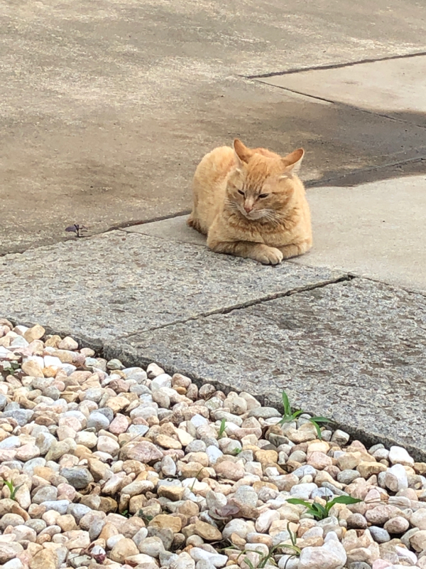 速く走る方法と高校力学