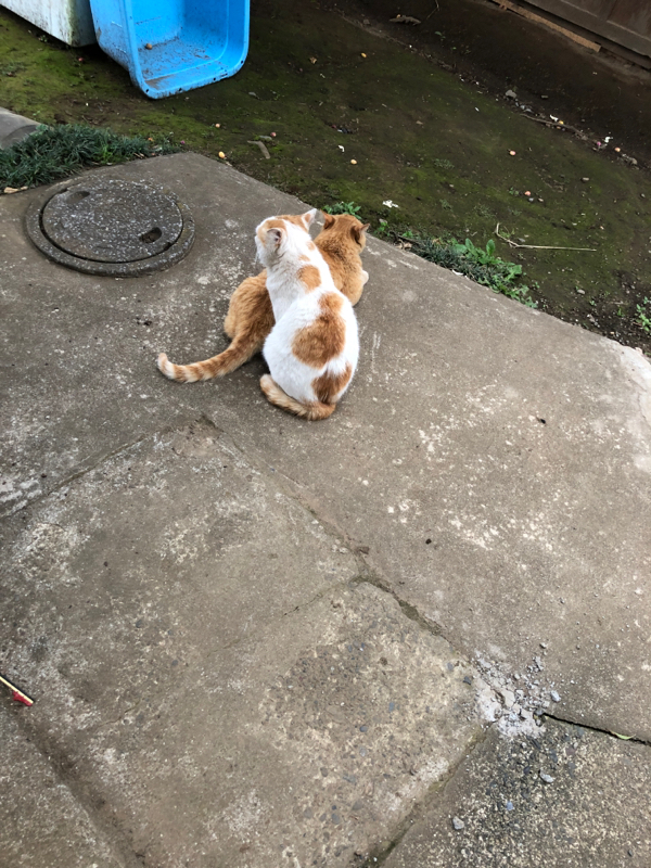 加熱による膨張と放熱による構造化①