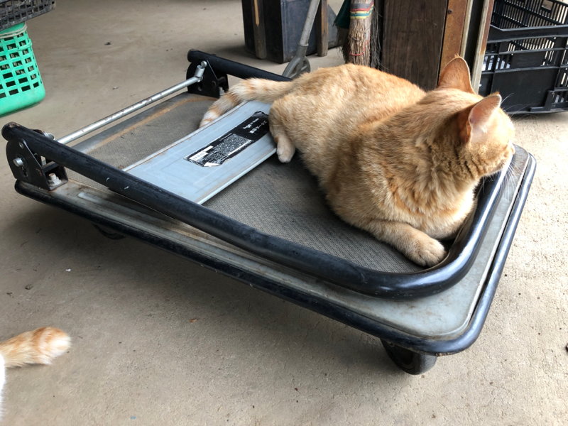 レイチェルカーソン、ラスカサス2人の偉人と世界史の進歩②