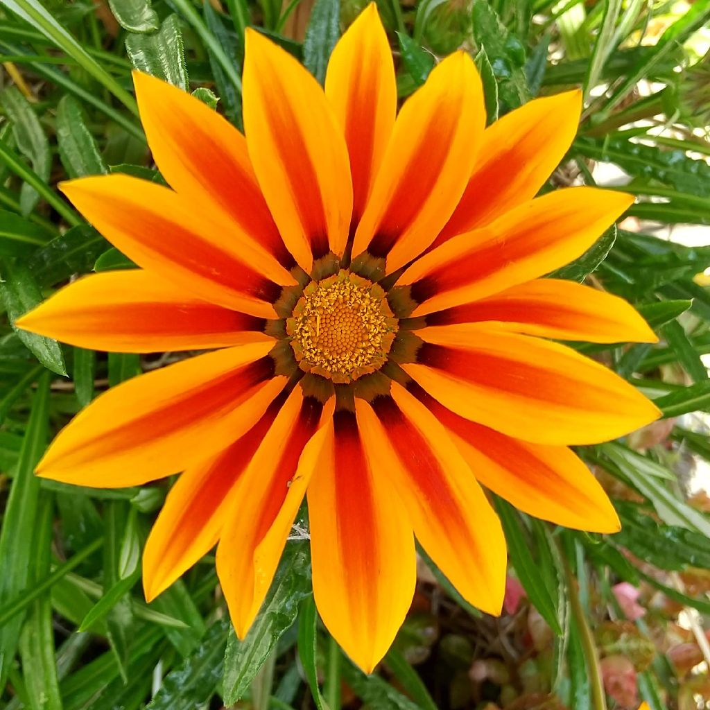 135 シー・セッドその名を暴け