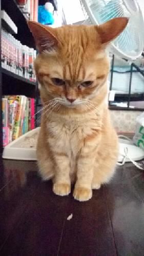 緊急初回放送！訛も(たぶん)あるよ！