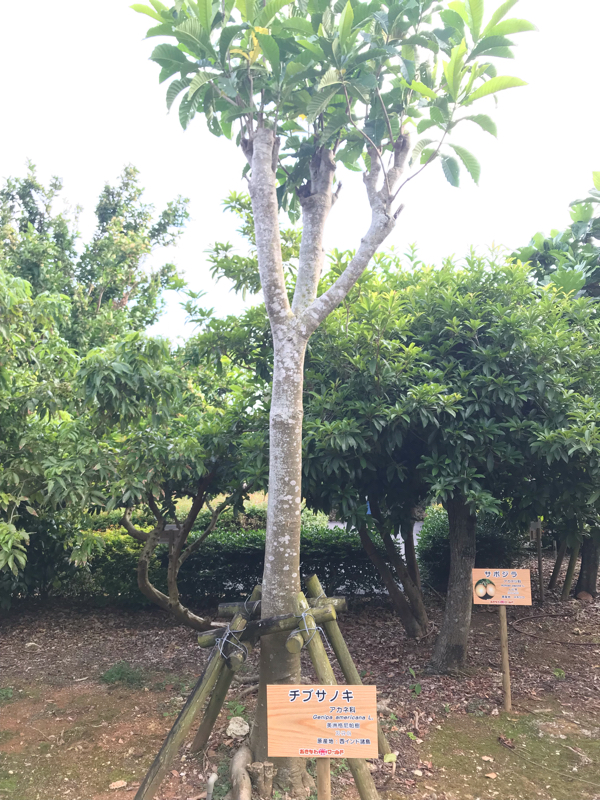 世間に切り込みたい今日この頃