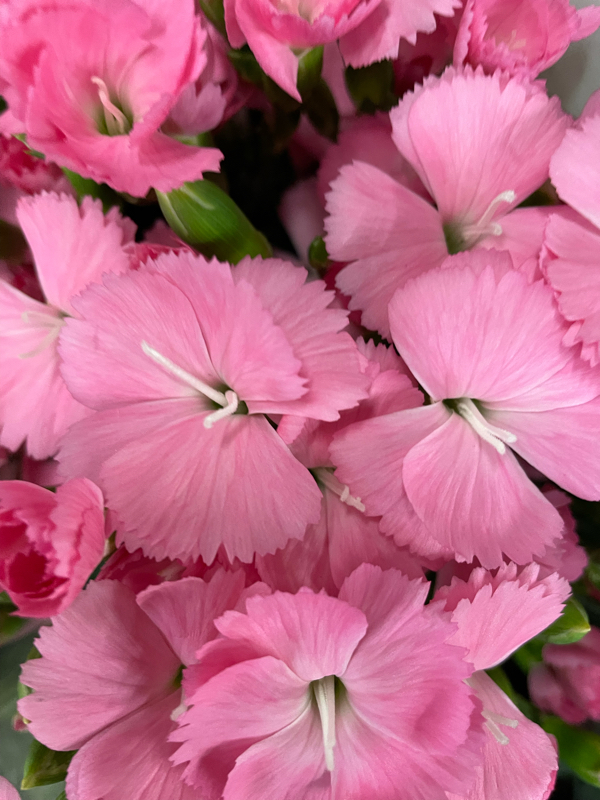 10月28日の誕生花と花言葉 アーコレード の癒しボイスに笑いのツボ下さい Radiotalk ラジオトーク