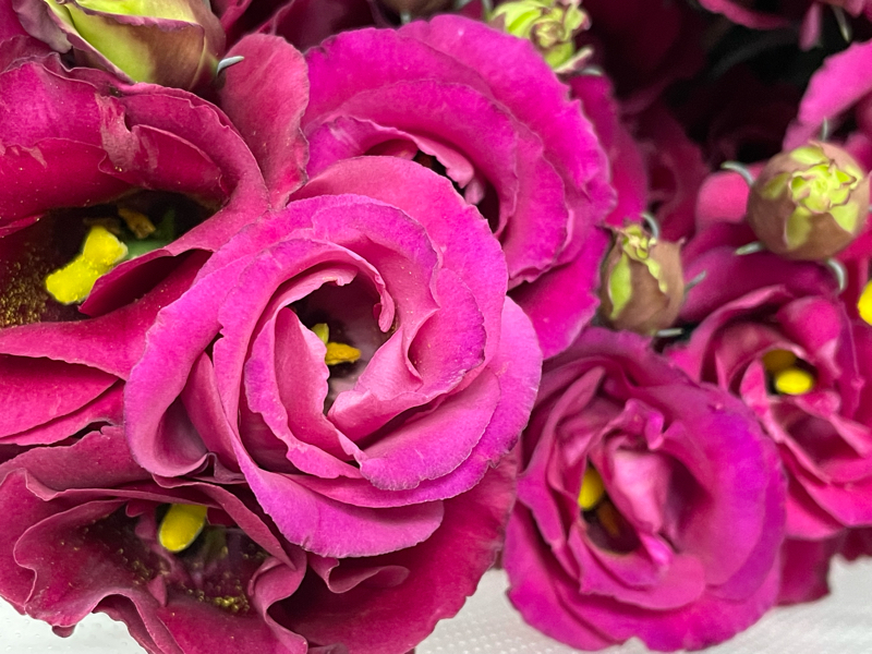 11月1日の誕生花と花言葉 アーコレード の癒しボイスに笑いのツボ下さい Radiotalk ラジオトーク