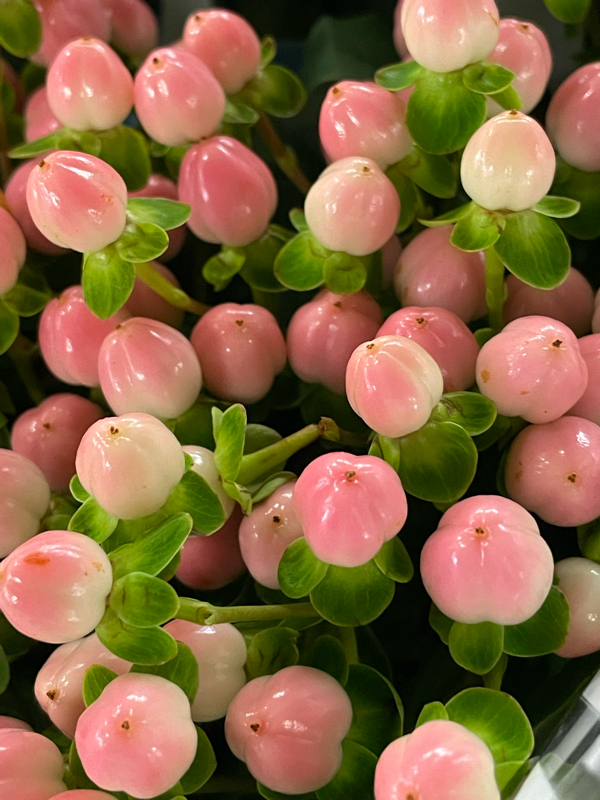 アーコレード の癒しボイスに笑いのツボ下さい Radiotalk ラジオトーク