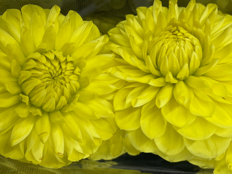 誕生日まとめ Radiotalk ラジオトーク 誕生日まとめ Radiotalk ラジオトーク