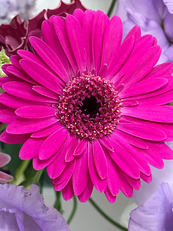 3月7日の誕生花と花言葉 アーコレードの脳内ボイスで癒す番組 Radiotalk ラジオトーク