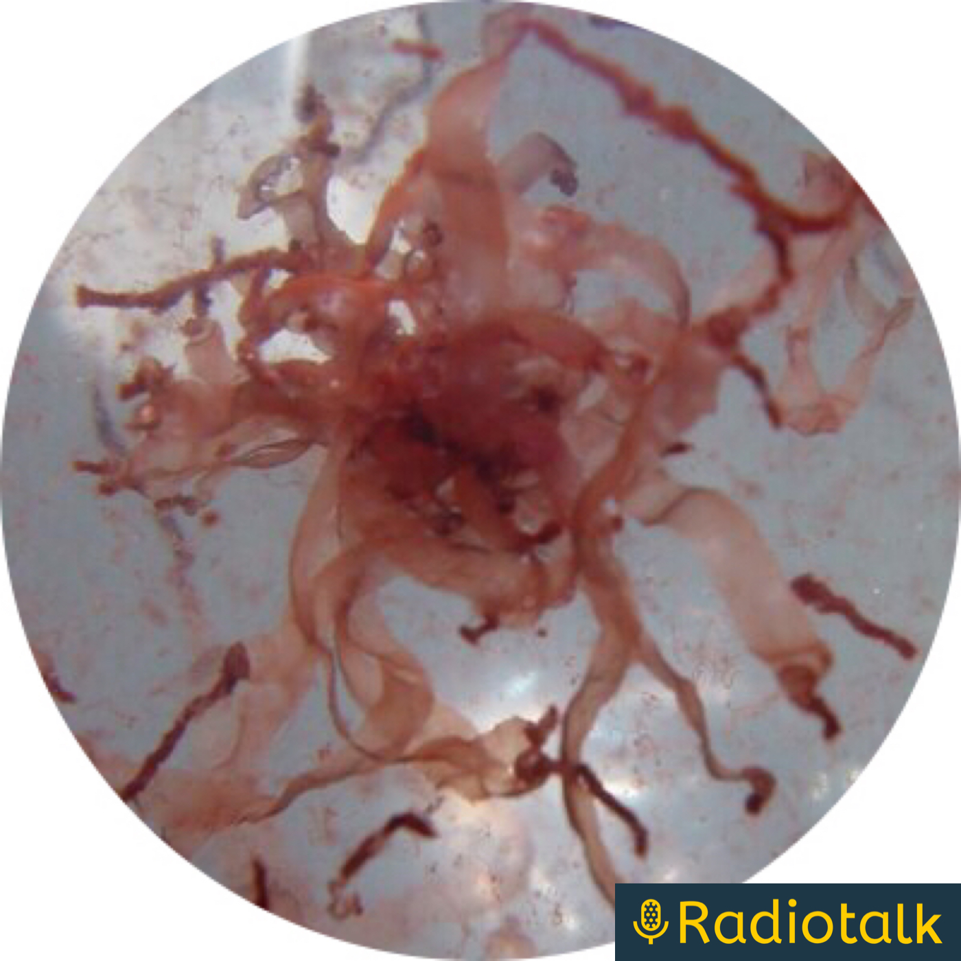 情けは人のためならず cover art