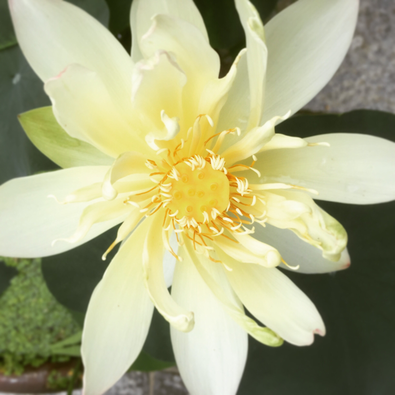 ハカメモ千歳くん好きすぎる話