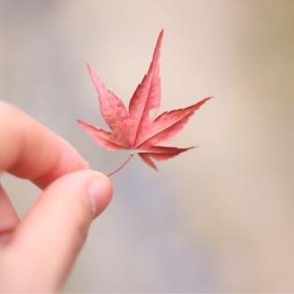 はじめてみました〇