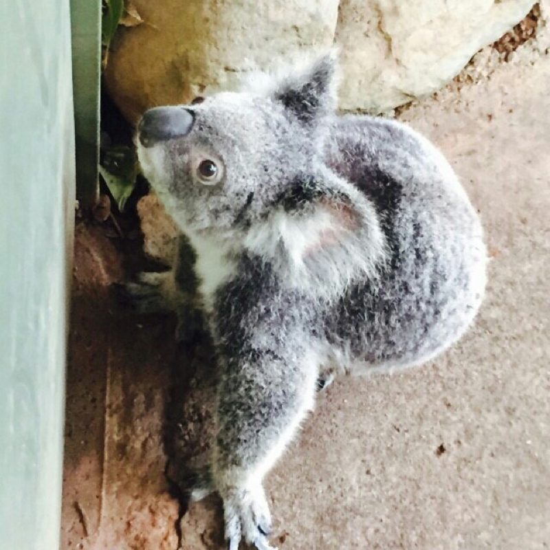 最近のツイートについて