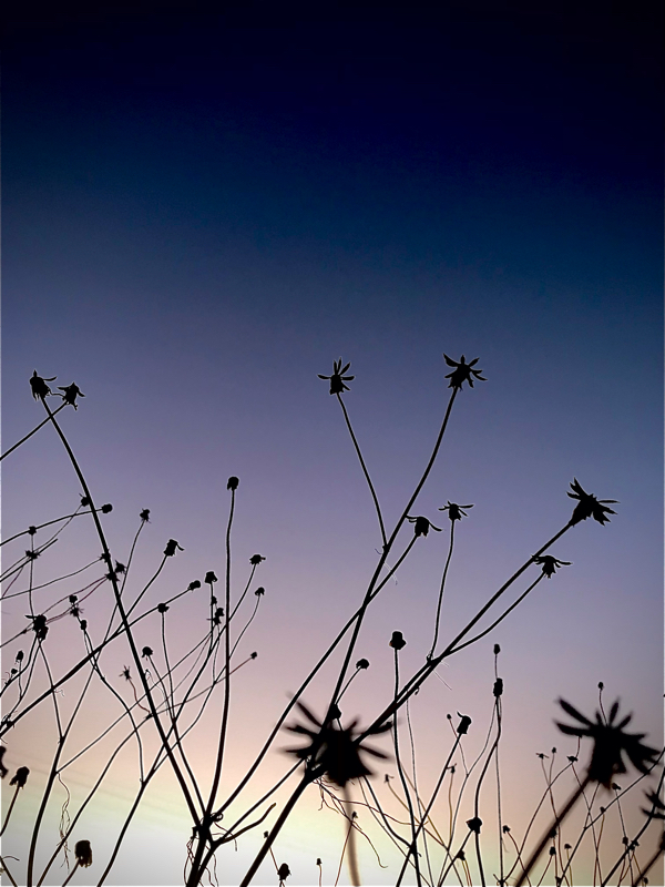 読書メモ＋α  虹村父について考えたこと（ジョジョと読書メモ）