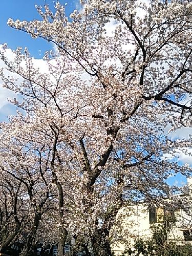 【刀剣乱舞】かたってみた！