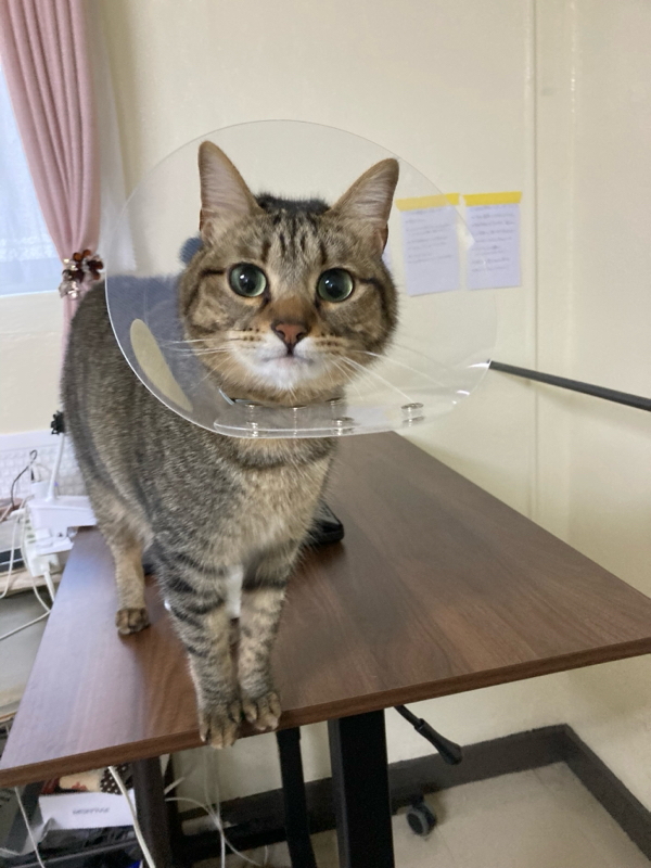 尿路結石再発＆欲しいものリスト更新しました！ from Radiotalk episode artwork