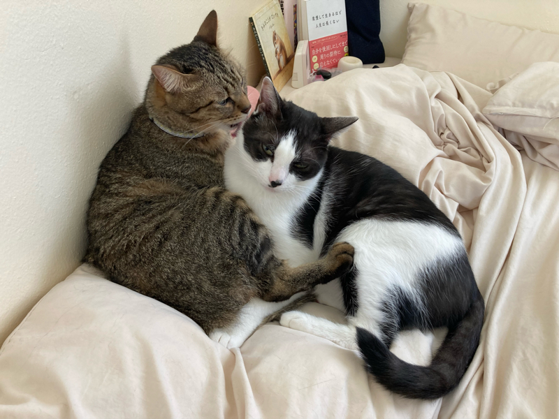 ペットを飼い続けることへの葛藤 from Radiotalk episode artwork