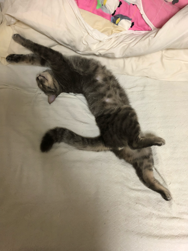 Radiotalkやってみた