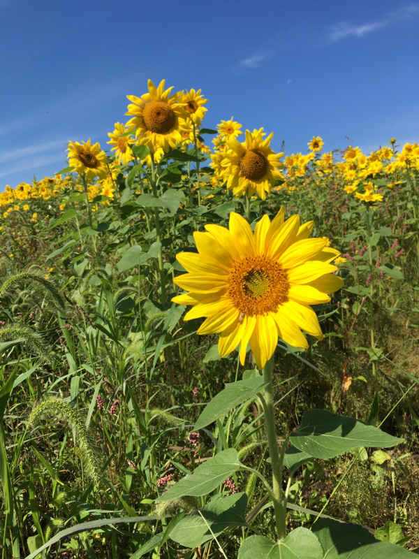 シゲタの提供おじさん