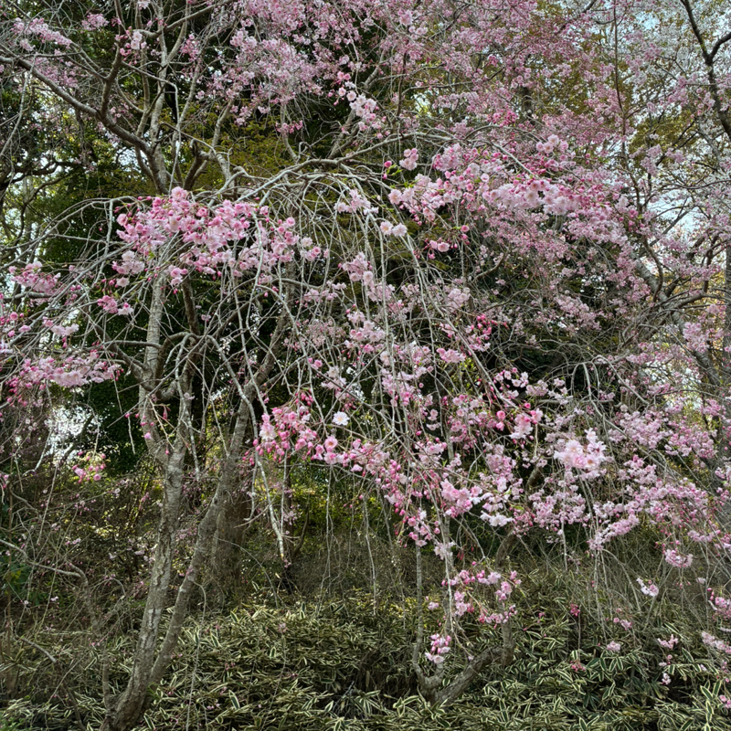 スマホのむこうがわ