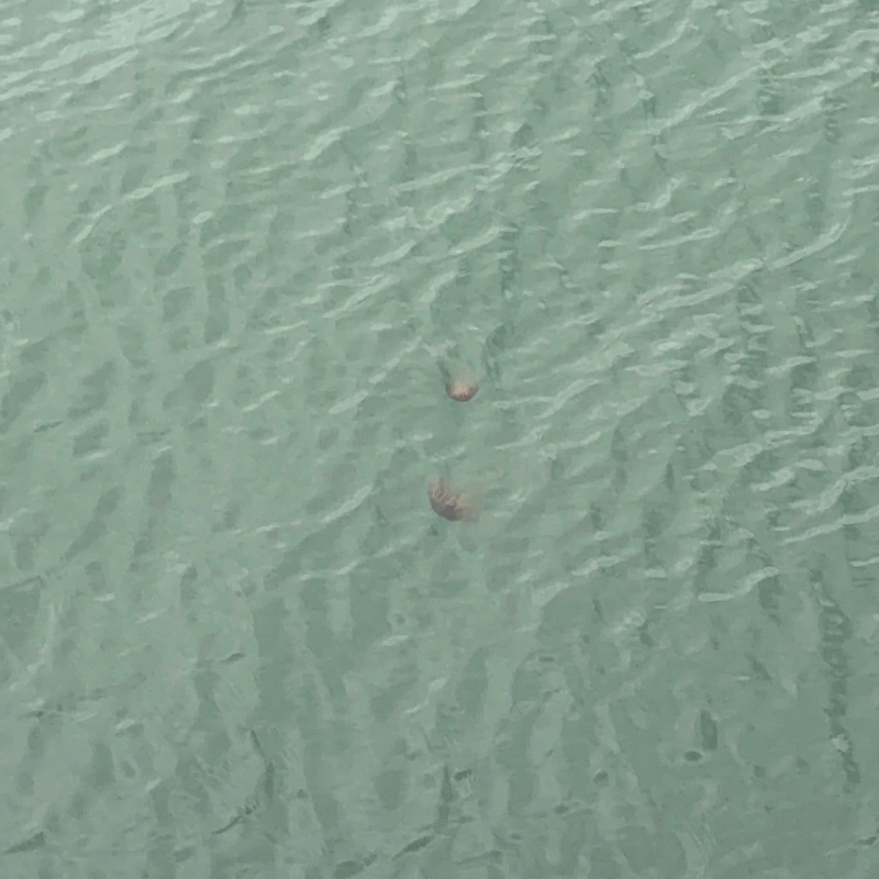 18歳の壁   NHKあさイチを観ながら ダラダラ話す。