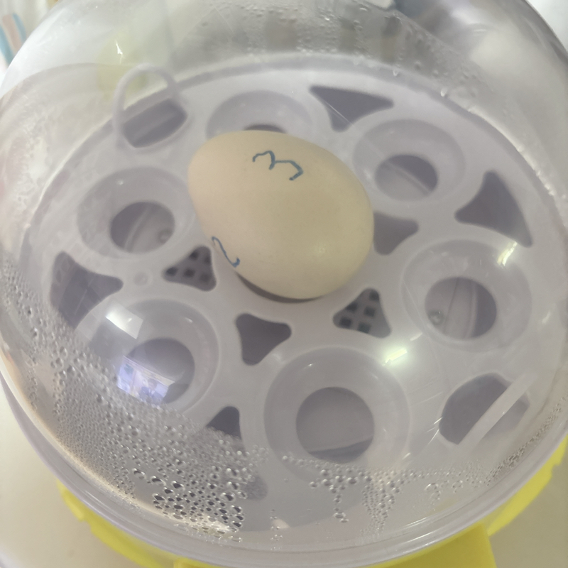 息子はひよこだから寒さに弱いらしい