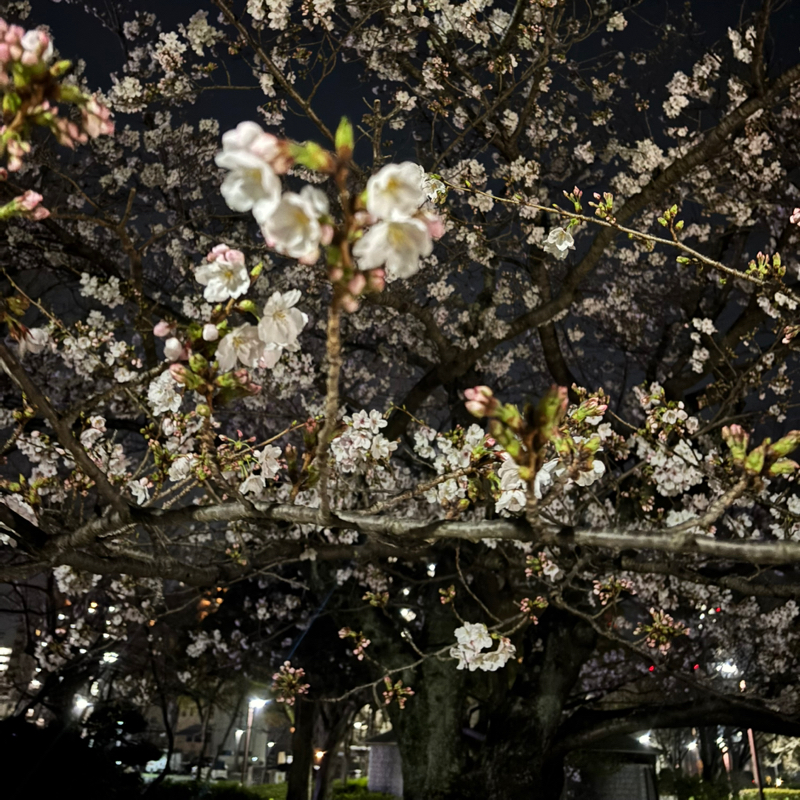 息子が障害者手帳を失くした‼️