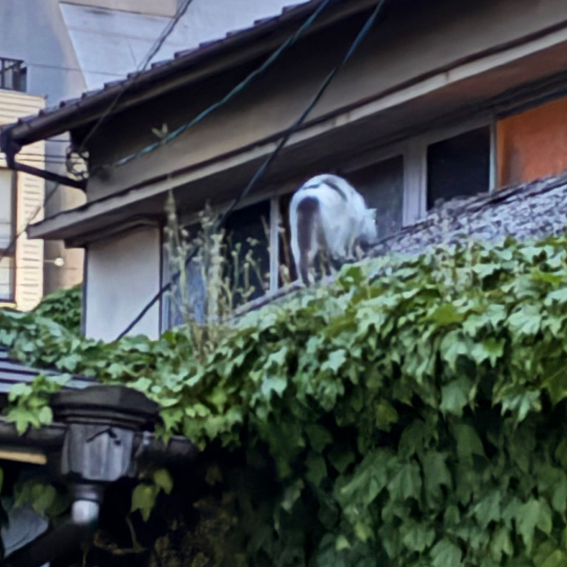 む