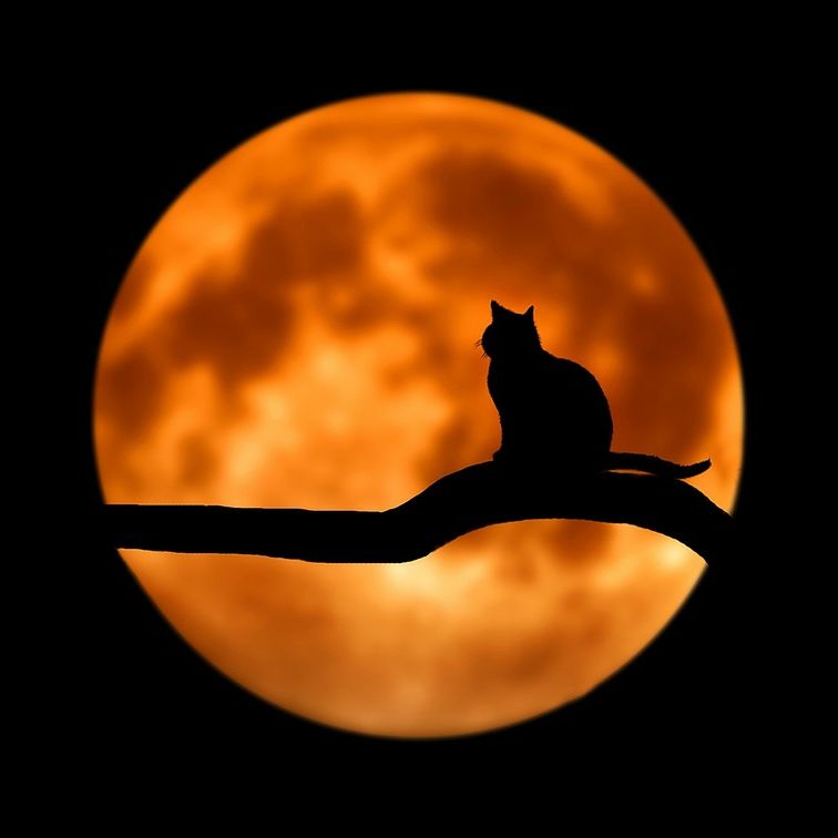 負け猫の遠吠え