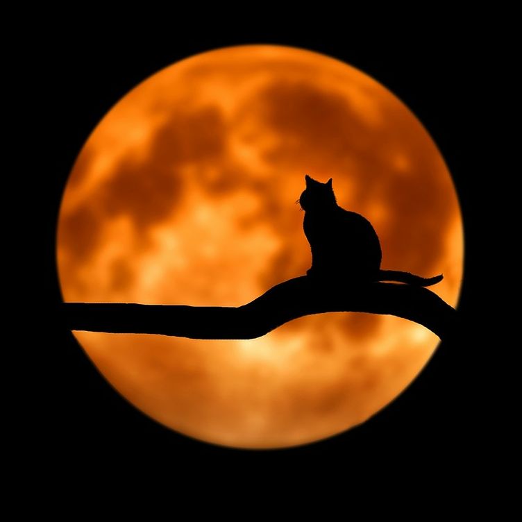 #1 負け猫の遠吠え 〜はじめまして〜