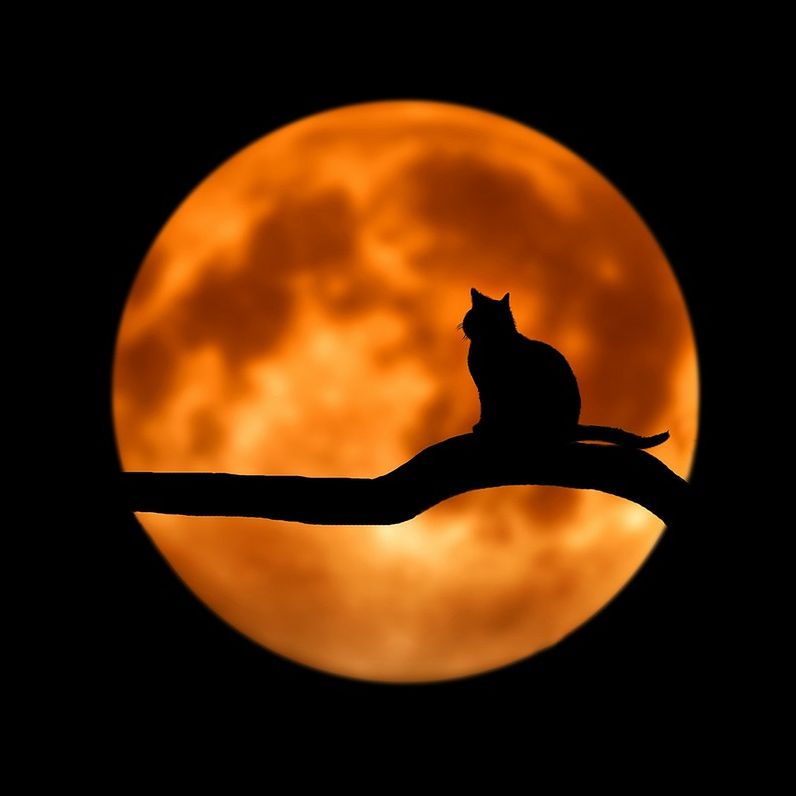 #2 負け猫の遠吠え 〜職場の御局様に男性を紹介された話〜