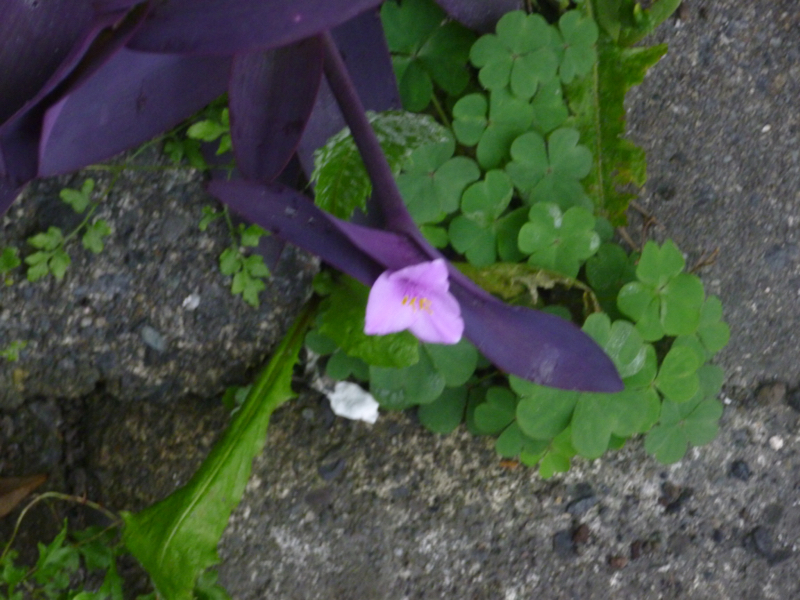 ＃20 置かれた場所で咲きなさいを読んで