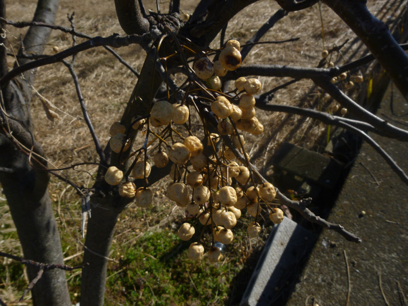 #114試験と万引き