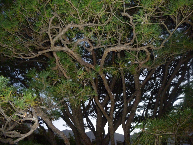 #130 一月が終わりつつあるぅ