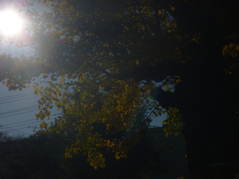 #145 遙かなる かりんとう工場