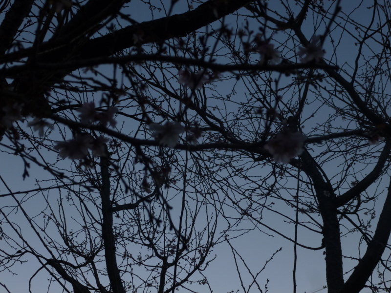 #221 瞳のふちどりのある色黒さん