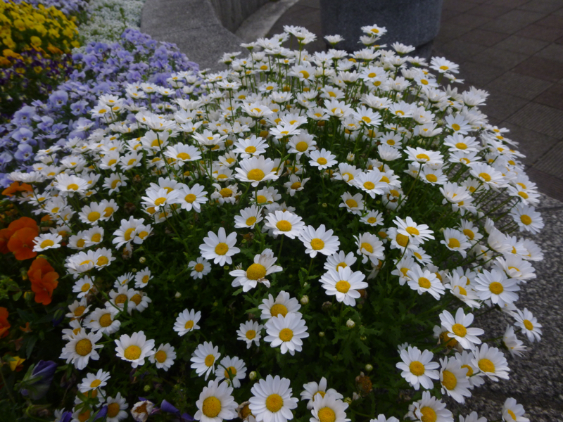 #231 突然の化粧レヴュー