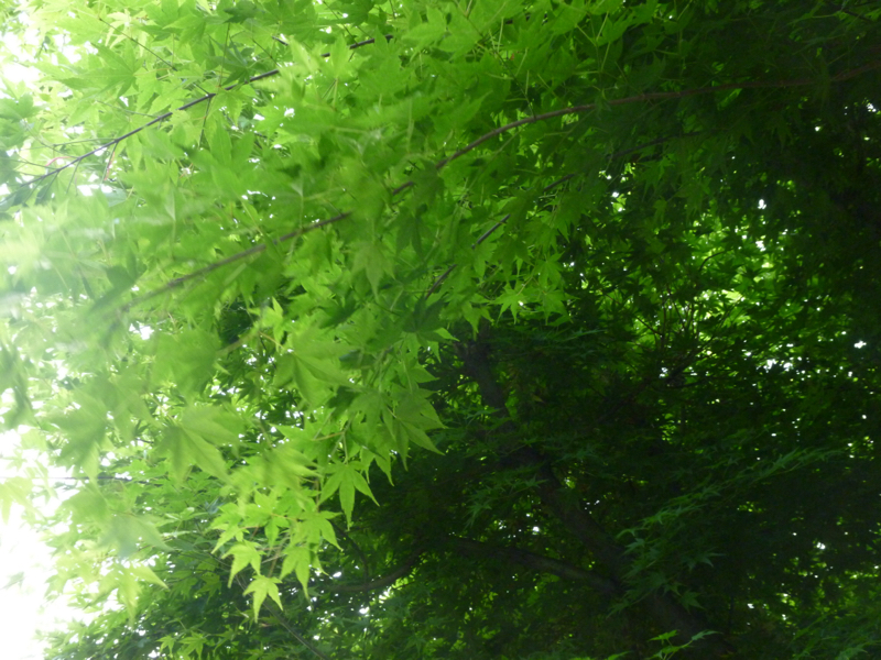 #235 いっしゅん鷹匠に憧れた話