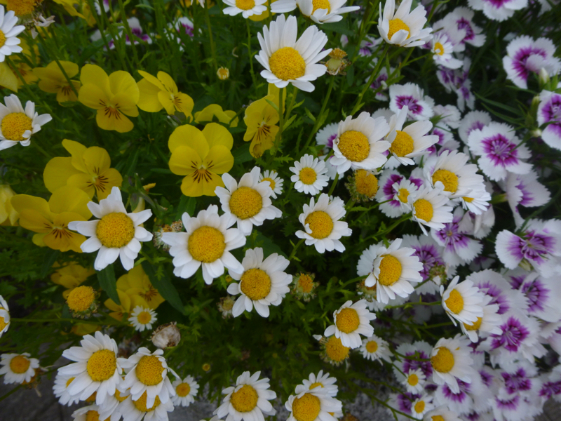 #262 男の人は頑丈だなあと思った話