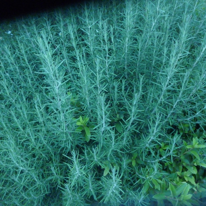 #334 とある能力の欠如により