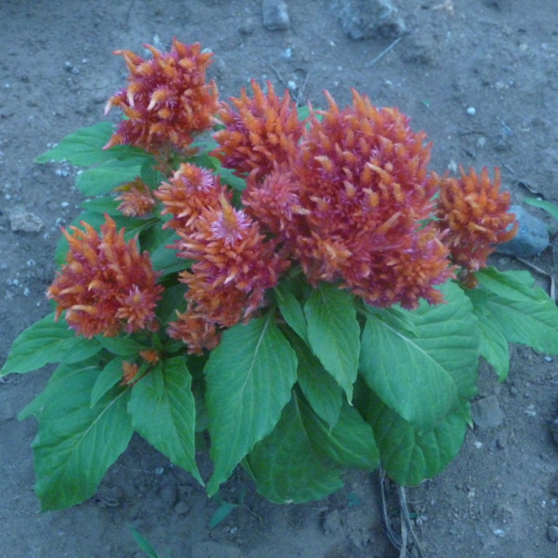 #351 信号機と通りすがりの人