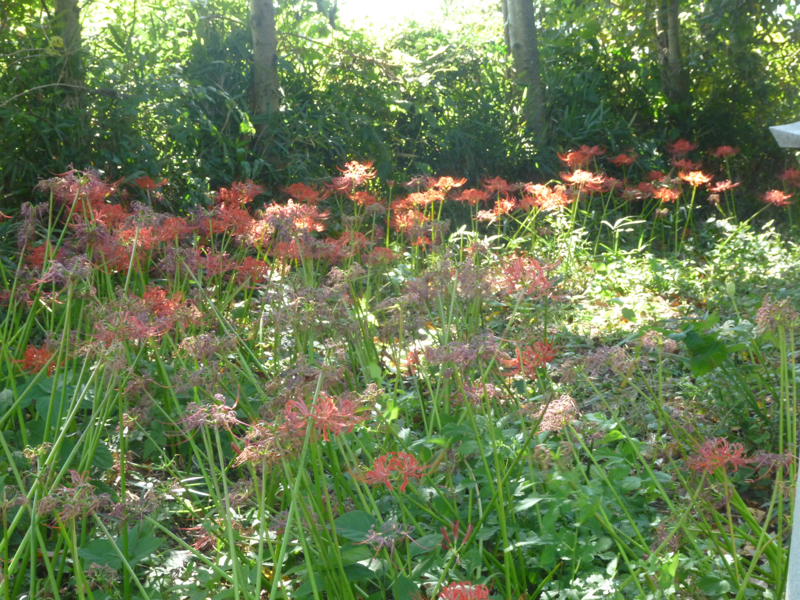 #366 トイピアノチャレンジ　かえるのがっしょう