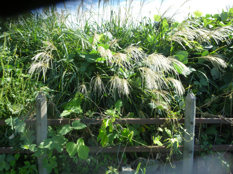 #380 固有名詞グッダグダの地平をこえて(ねこふんじゃった)