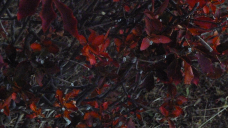 #405 アスファルトの夢のはなし