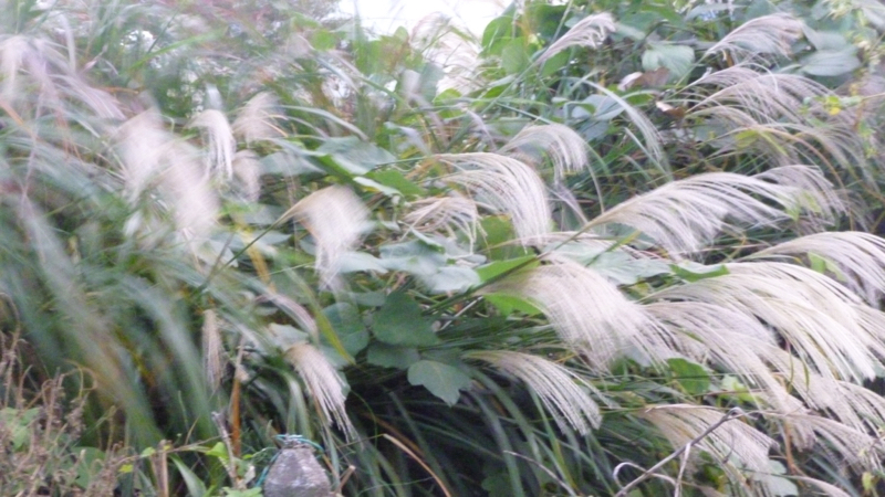 #415 ひそひそ配信