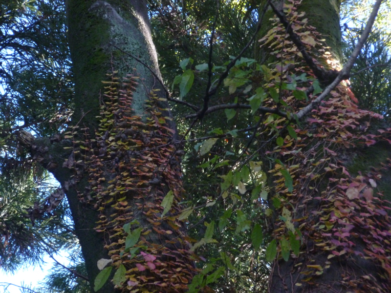 #432 老化ストリーム