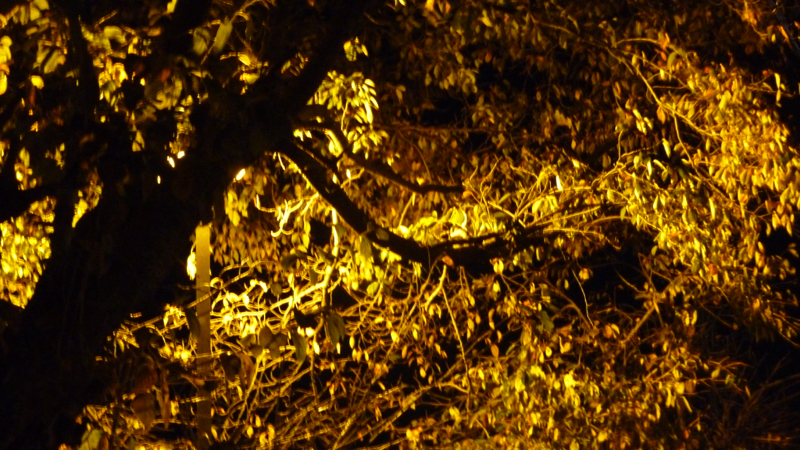 #443 クリスマスイブと来年の目標