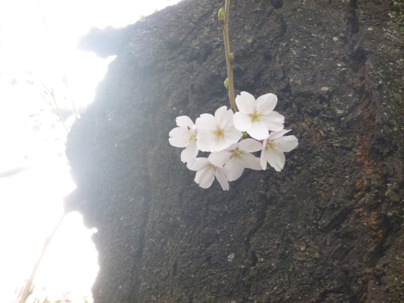 #523 感謝の心、感謝の行動