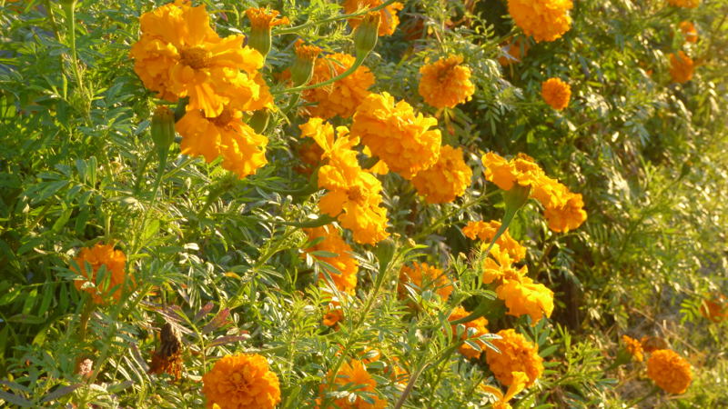 #632 ムカデで消耗