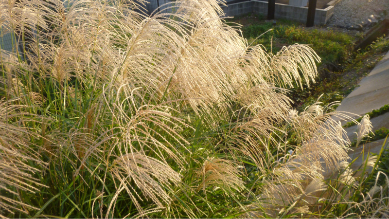 #879 ジョイントマット導入とかエビグラタン