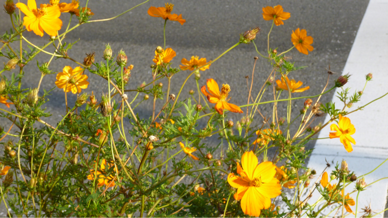 #880 得度した人の問題発言とか在家出家