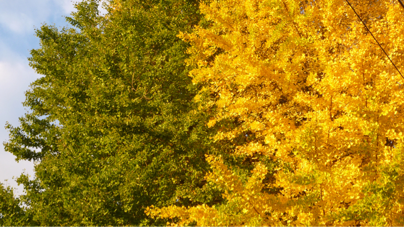 #882 山の行楽シーズンとか熊騒動とか